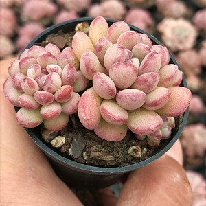 萌豆 多肉植物 肉肉植物 萌肉肉组合盆栽 阳台室内花卉 陌上花