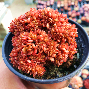 糖果缀化 多肉植物 肉肉植物 萌肉肉组合盆栽 室内花卉 陌上花