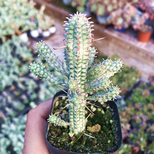 白桦麒麟 白化麒麟锦 多肉植物 肉肉植物 萌肉肉组合盆栽 陌上花