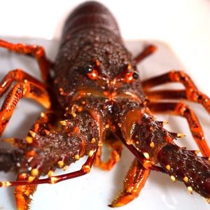 2-5斤/只 生冻澳龙 冰鲜澳大利亚大龙虾红龙虾鲜活澳洲龙虾海鲜