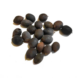 奕荷园碗莲籽盆栽荷花混色种子中小型种藕莲子籽室外庭院阳台水养