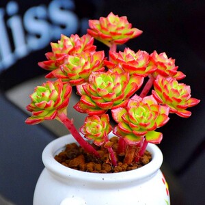 火焰新款吸甲醛老桩群生多头木质杆红色系多肉植物办公室绿植盆栽