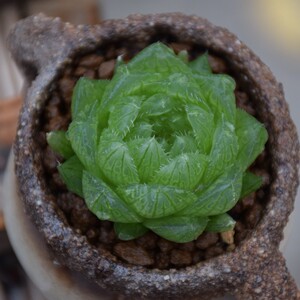 樱水晶玉露十二类多肉植物肉肉办公室绿植盆栽透明植物漫步多肉谷