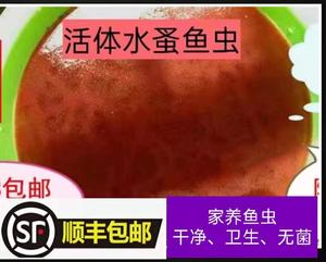 水蚤活体 蹦蹦虫水蚤活鱼虫可繁殖 鱼苗开口料包邮