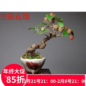 微型果桑盆景 桑葚 桑树盆景 果桑盆栽 中原在线精品盆景店