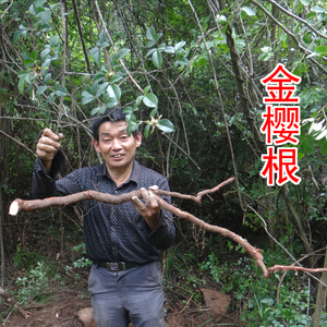 野生金樱子根 中药材脱骨丹 金樱根 金樱蔃 新鲜纯根切片晒干500g