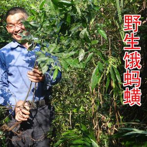 野生饿蚂蟥 中草药饿蚂蝗 山蚂蝗 细风带 山角豆 新鲜干货500g