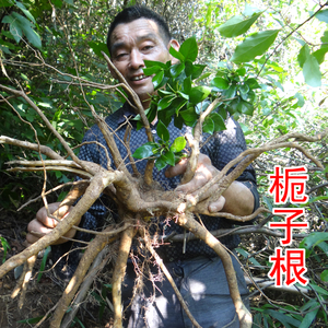 00三日为一生淘宝山栀子根 正品野生山枝根 黄栀子根黄枝根中药材