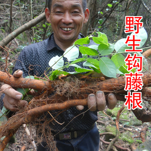野生钩藤根 中药材钩藤树根 勾藤根 纯根 新鲜切片晒干 500g