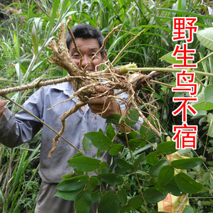 野生楤木根 中药材鸟不企根 鸟不宿根 新鲜纯根切片晒干 500克