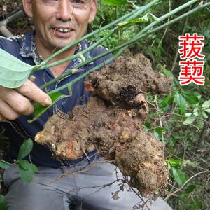 自家深山挖的天然野生中药材金刚刺 金刚藤根 菝葜 500g 新鲜干货