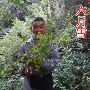 中药材六月雪 自家在深山里采的六月雪 路边荆 新鲜晒干500g