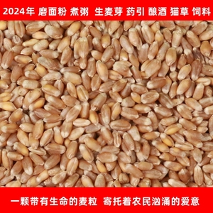 2024新小麦食用小麦粒带皮新鲜本地麦子发芽麦芽糖小麦草种子麦粒