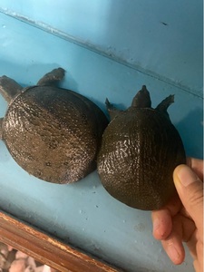 60 1人付款  淘宝 50-100克外塘甲鱼苗小甲鱼童子鳖冷水养殖食中华鳖