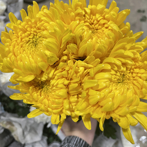 清明节菊花鲜花花束黄白菊鲜花冬至祭扫祭祀忌日扫墓鲜白菊花鲜花