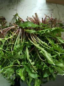 东北野菜新鲜野生婆婆丁芽蒲公英蘸酱菜苦250克拍4件包邮绿色