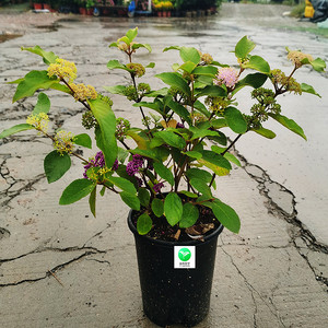 包邮 紫珠 盆栽绿植转运珠花园植物多年生灌木花卉耐寒带珠子