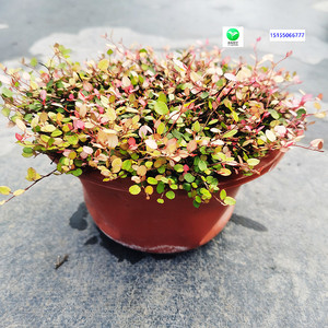 包邮吉利园艺 霓虹千叶兰多年生庭院植物阳台寄植素材盆栽苗花镜