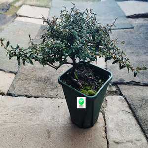 包邮 欧洲进口代盆景小站天皇梅精品造型盆栽日本玩家品种阳台窗