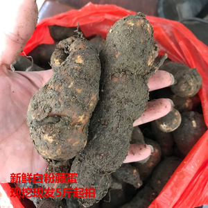 新鲜粉藤蛋 夜牵牛子头藤接骨藤 山番薯 粉藤薯 白粉荇 独脚乌扣