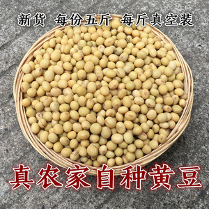 农家自留种老品种黄豆 打豆浆生豆芽做豆腐小笨黄豆1斤装非转基因