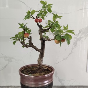 海棠盆栽果树观花吃果植物花卉盆景老桩室内阳台花苗包活一物一拍