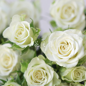 巧克力泡泡玫瑰鲜花