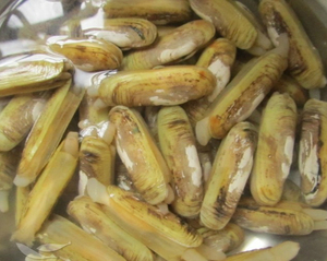 蛏子鲜活海鲜水产大蛏子新鲜海产品蛏子海蚬贝类250克