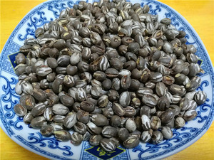 洋辣子蛋 杨拉罐 洋辣子罐 波刺毛 八哥鹩哥画眉百灵鸟活体食物