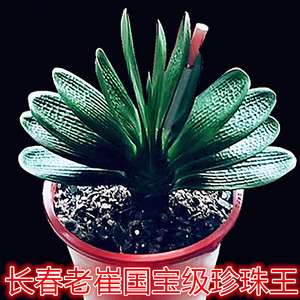 长春老崔君子兰 国宝级珍珠王 圆头短叶粗筋麻脸深坑油匠和尚小苗