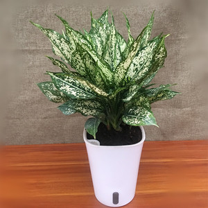 植物万年青