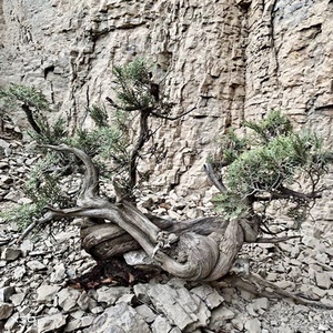 【崖柏盆景室内】崖柏盆景室内品牌,价格 - 阿里巴巴