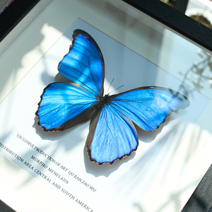 大蓝闪蝶蝴蝶标本相框成品展翅展示框昆虫名贵罕见蓝色生日礼物
