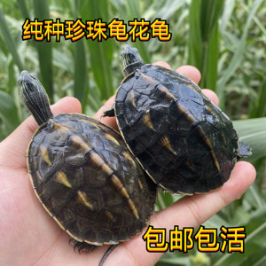 乌龟活物珍珠龟吃菜龟花龟宠物龟家养小宠乌龟长寿龟招财龟观赏龟