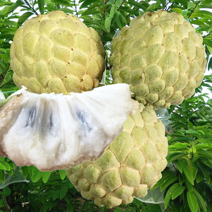 林檎果番果荔枝正宗潮汕樟林林檎牛奶释迦果大目释迦当季果园直发