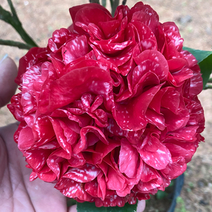 云斑大元帅茶花室内盆栽稀有名贵大花径大红色带花苞阳台庭院耐寒