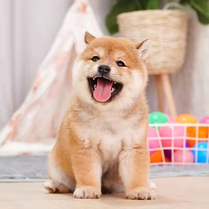 日本纯种柴犬幼犬活物秋田犬中华田园犬中小型双血统幼崽宠物狗狗