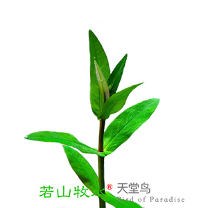 天堂鸟水草中后景植物稀有好养活水下叶淡水植物荷兰景造景鱼缸