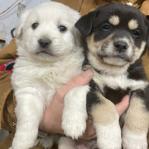 王雯花卉园艺淘宝中华田园犬家养幼犬土狗小狗混血狗大黄狗纯黑小白