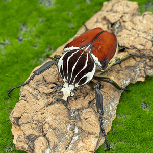 【牧野虫社-大王花金龟】花金龟中的巨人进阶级品种体型巨大