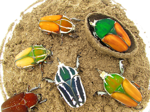 【牧野虫社_乌干达花金龟】新手甲虫彩色寝室宠物(公虫专区)