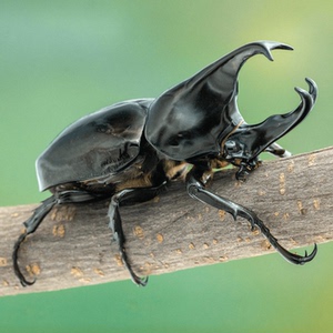 【牧野虫社-黑金刚姬兜】中型精品兜虫怕冷需加温好生好养好玩