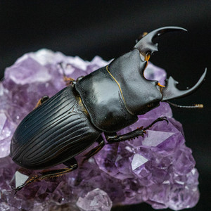 【牧野虫社-星肥角锹甲】大颚奇特少数可人工繁育肥角属大型肥角