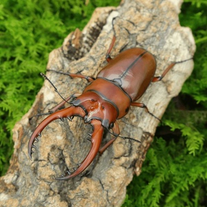 牧野虫社藏东南两点赤锯锹甲独角仙甲虫爬宠活体锹形虫昆虫