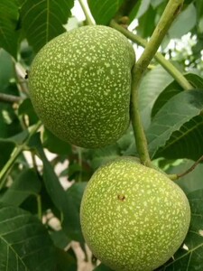 tb851359134淘宝青核桃原液核桃皮润黑露核桃青皮素植物纯一洗黑