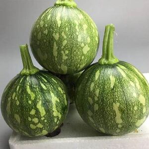 四川新鲜南瓜小圆瓜圆西葫芦绿皮青皮时令蔬菜包邮嫩南瓜当季