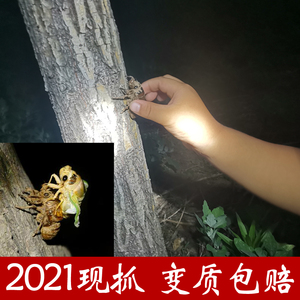 金蝉知了猴山东