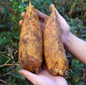 冬笋新鲜现挖现发8两以上3斤装安徽黄山徽州美食高海拔野生竹笋