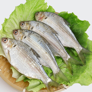 新鲜海鲫鱼当天现捕鲜活冰鲜黄鲫鱼板海鲜水产青鳞鱼黄刺鱼海鱼