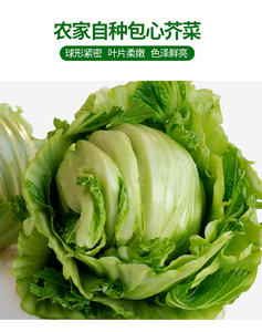 980人付款淘宝天津青苤蓝种子丕兰芥兰头紫苤蓝种籽芥蓝球茎甘蓝芥菜